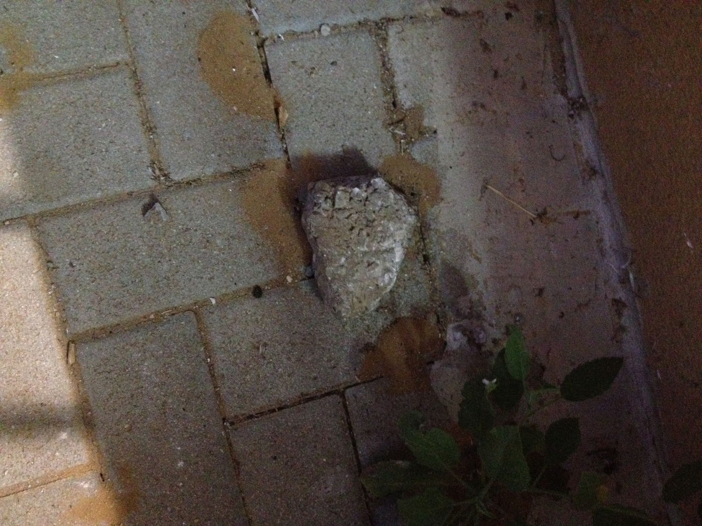 נתניה: ידויי אבנים על בית כנסת בליל תשעה באב