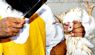 ר"מ פולין החליט להקים וועדה מיוחדת לטיפול במשבר השחיטה הכשרה