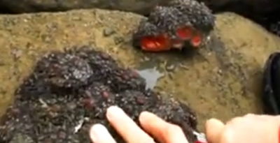 סלע חי: צפו בצ'ילנסיס פיורה היצור המוזר בעולם