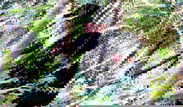 צפו בגלרית ענק: הנופש של הרבי מויז'ניץ בשווייץ