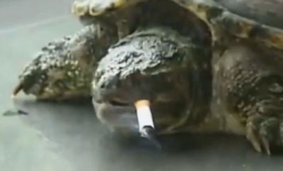 צב מעשן 10 סיגריות ביום, ומנסה להיגמל