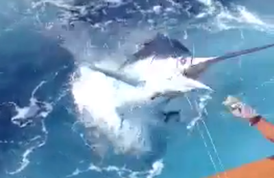 צפו בוידאו: דג חנית מסוג מרלין התנפל על דייג חובבן