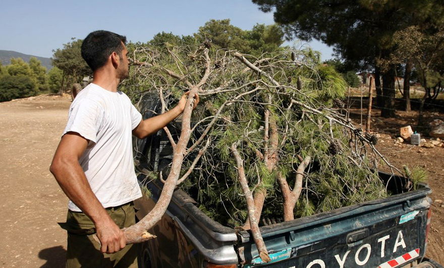 קק"ל מחלקת לכם סכך בחינם