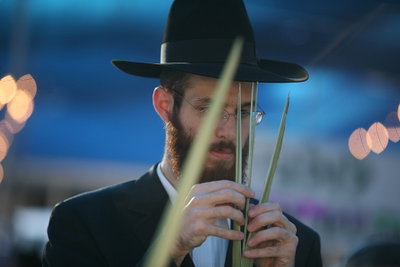 לא צריך יבוא: 700 אלף לולבים תוצרת הארץ
