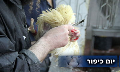 תיעוד ענק: מהכפרות עד השחיטה