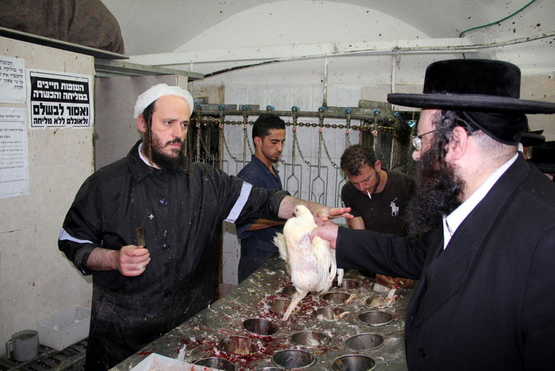 תיעוד ענק: מהכפרות עד השחיטה