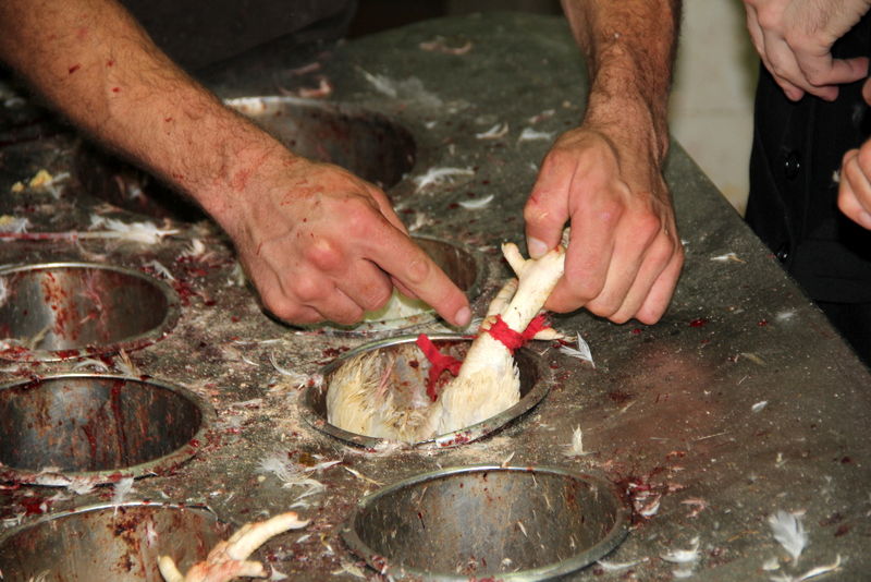 תיעוד ענק: מהכפרות עד השחיטה