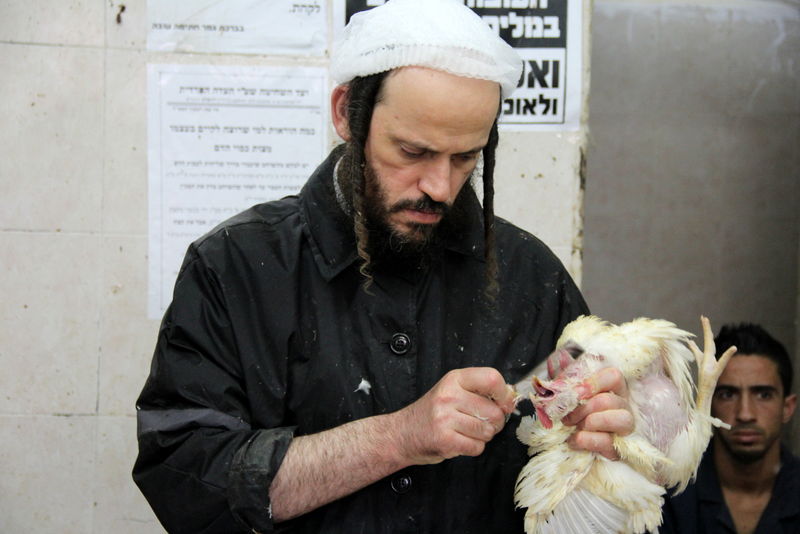 תיעוד ענק: מהכפרות עד השחיטה