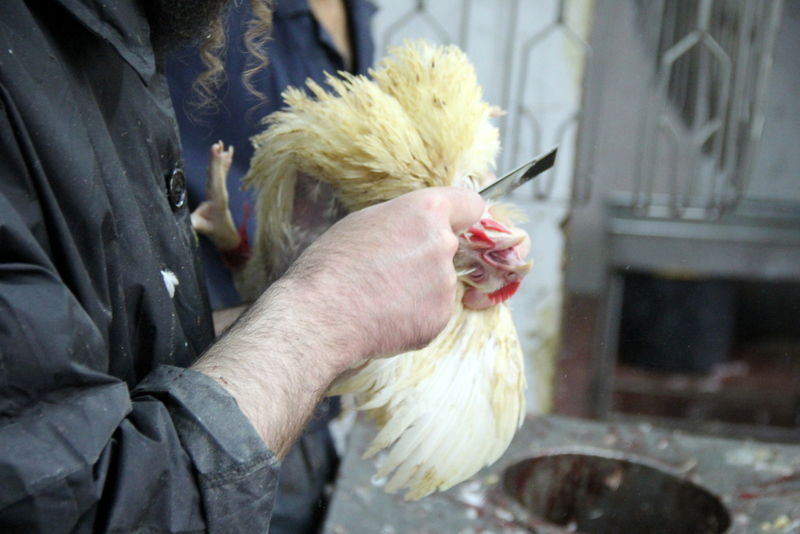 תיעוד ענק: מהכפרות עד השחיטה