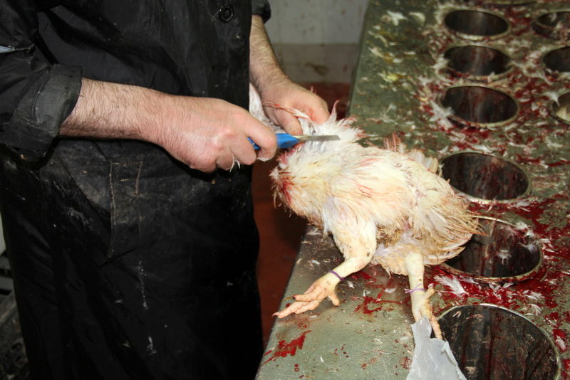 תיעוד ענק: מהכפרות עד השחיטה