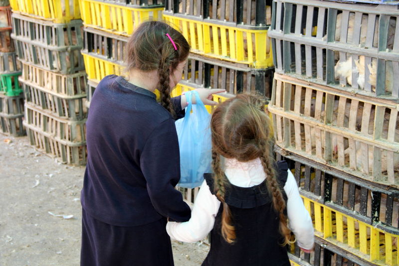 תיעוד ענק: מהכפרות עד השחיטה