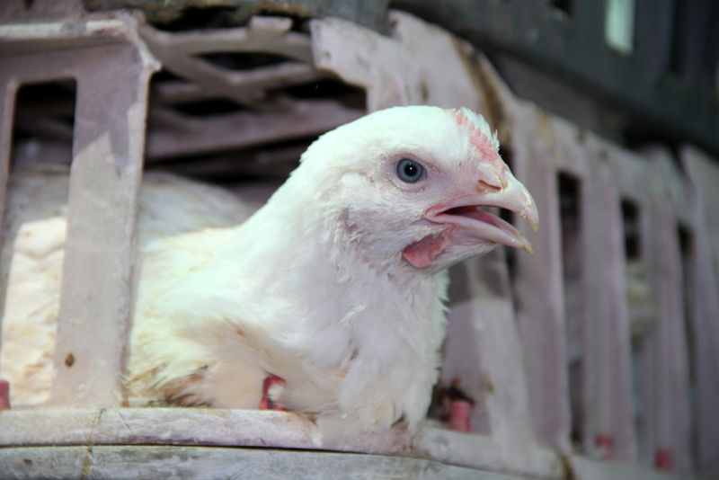 תיעוד ענק: מהכפרות עד השחיטה