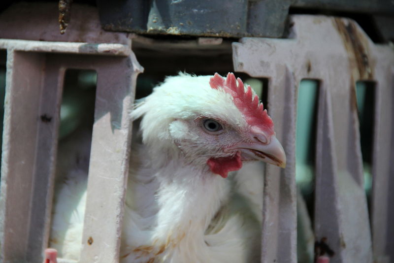 תיעוד ענק: מהכפרות עד השחיטה