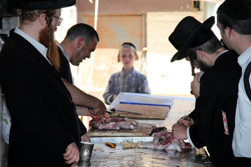תיעוד ענק: מהכפרות עד השחיטה