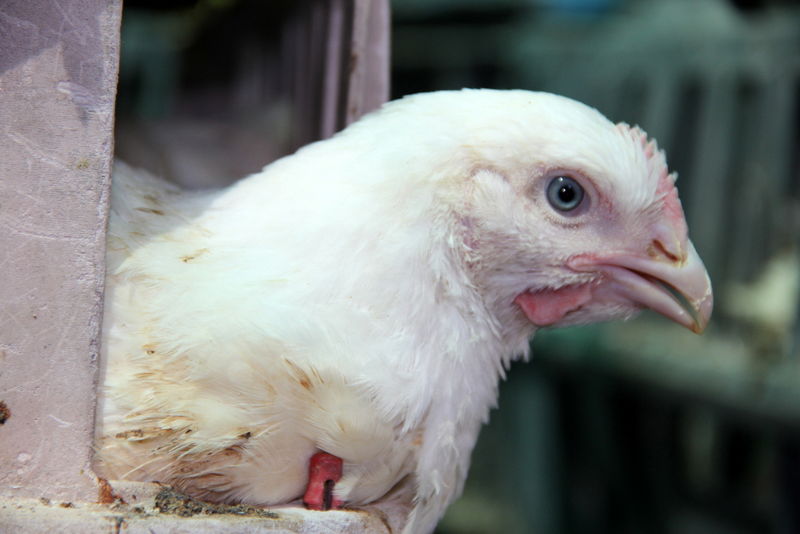 תיעוד ענק: מהכפרות עד השחיטה