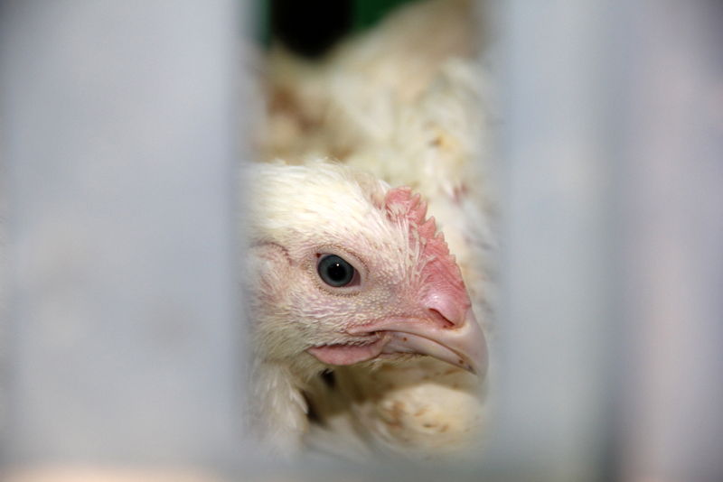 תיעוד ענק: מהכפרות עד השחיטה