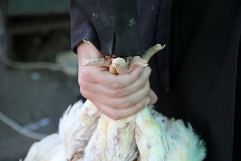 תיעוד ענק: מהכפרות עד השחיטה