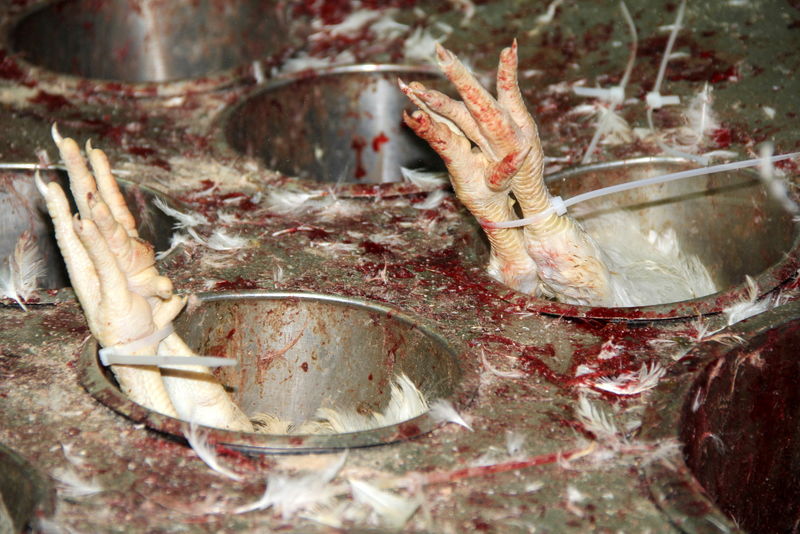 תיעוד ענק: מהכפרות עד השחיטה