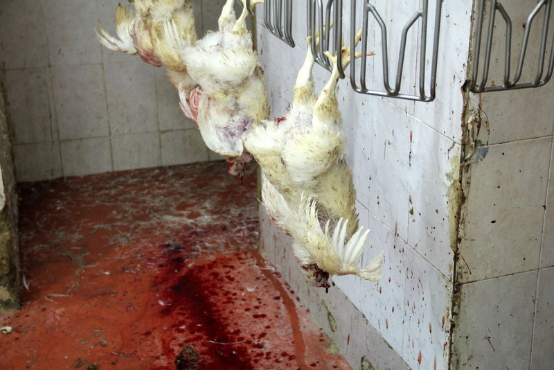 תיעוד ענק: מהכפרות עד השחיטה