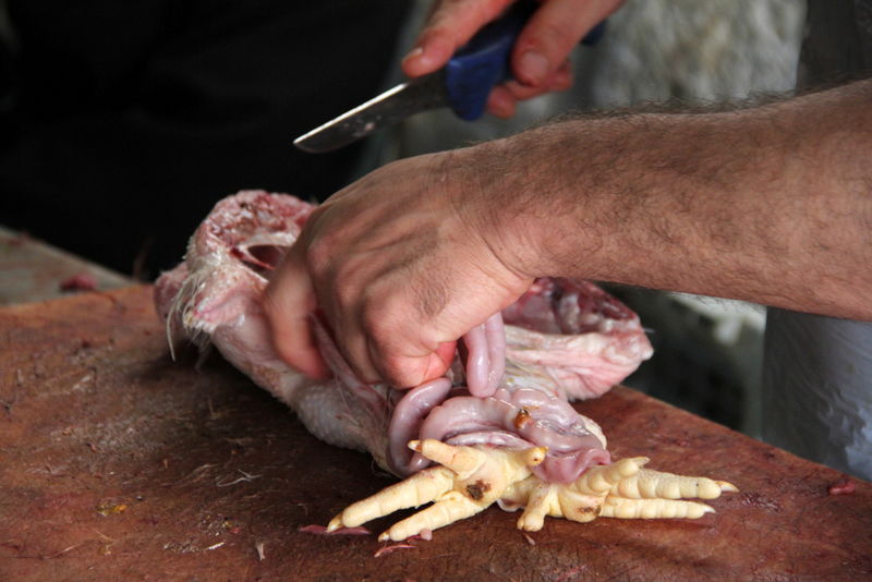 תיעוד ענק: מהכפרות עד השחיטה