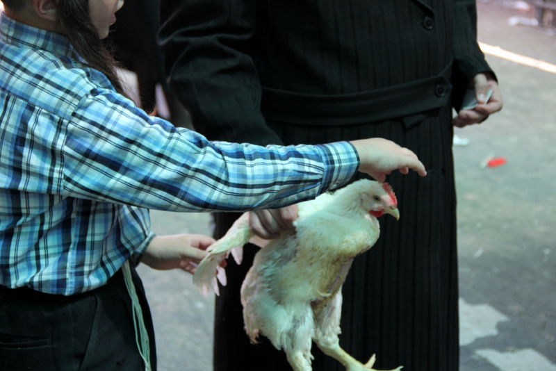 תיעוד ענק: מהכפרות עד השחיטה