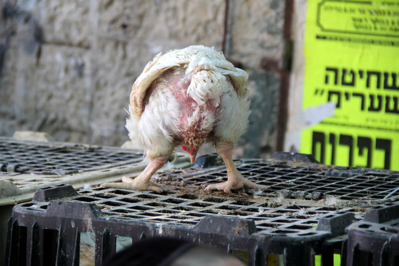 תיעוד ענק: מהכפרות עד השחיטה