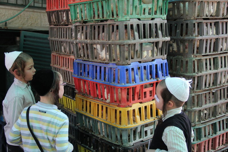 תיעוד ענק: מהכפרות עד השחיטה