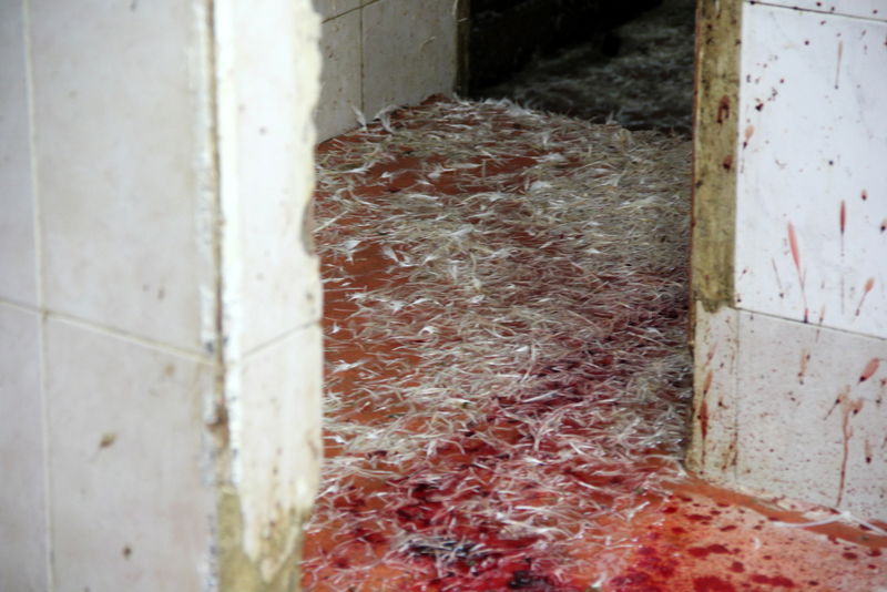 תיעוד ענק: מהכפרות עד השחיטה