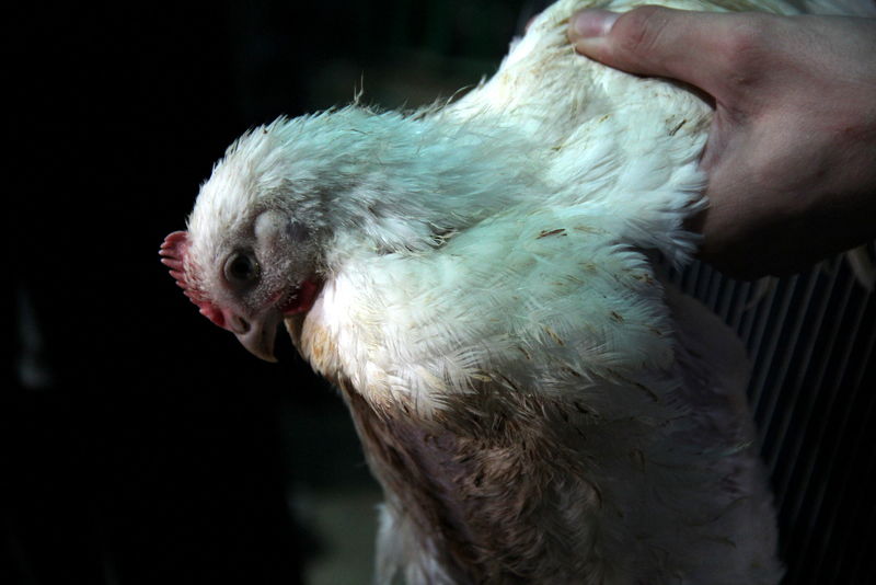 תיעוד ענק: מהכפרות עד השחיטה