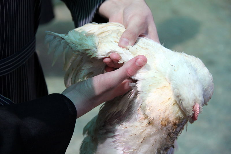 תיעוד ענק: מהכפרות עד השחיטה