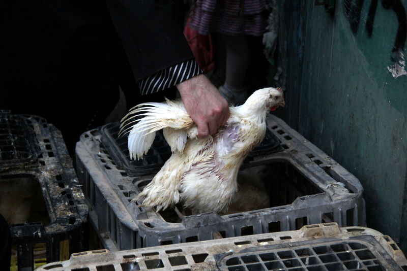 תיעוד ענק: מהכפרות עד השחיטה