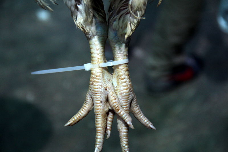 תיעוד ענק: מהכפרות עד השחיטה