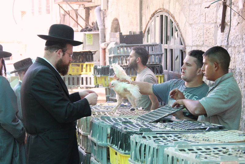 תיעוד ענק: מהכפרות עד השחיטה