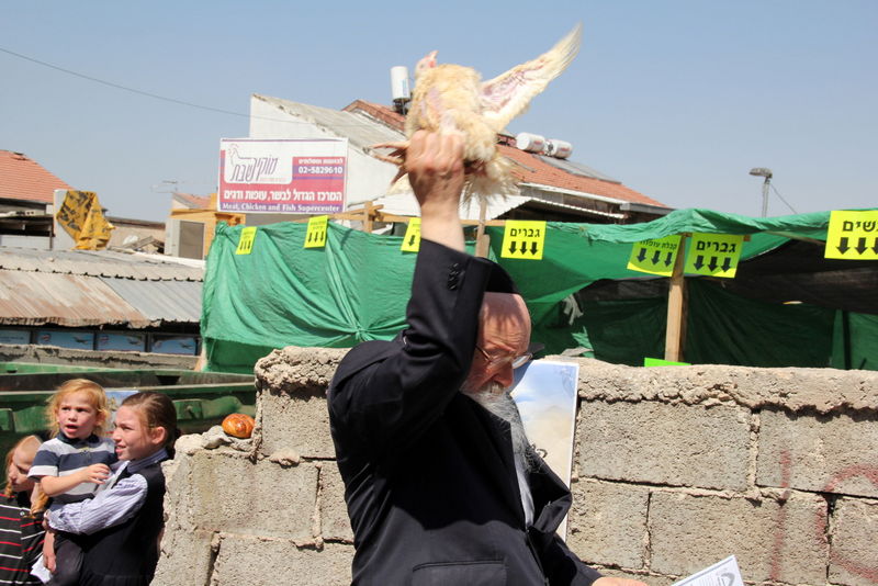 תיעוד ענק: מהכפרות עד השחיטה