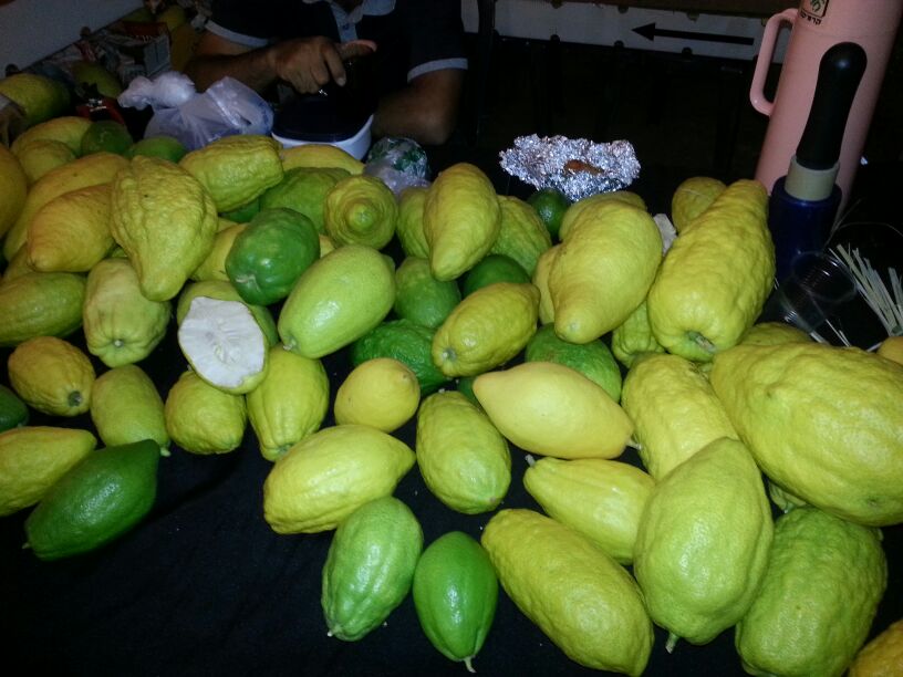 ארבעת המינים בכיכר רבין • גלריה