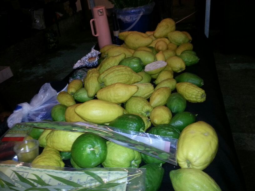 ארבעת המינים בכיכר רבין • גלריה