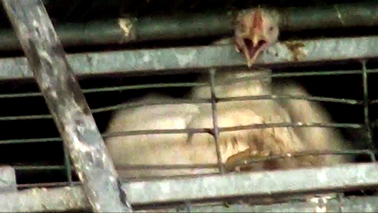 תרנגול לכוד בין סורגי הכלוב