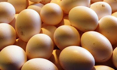 רכשו ביצים ומצאו אפרוח מת