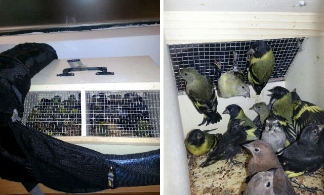 הציפורים שנתפסו