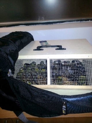 הבריח ציפורים בשווי 1,200 אירו ונתפס