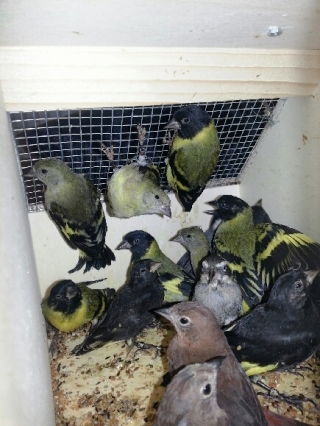 הבריח ציפורים בשווי 1,200 אירו ונתפס