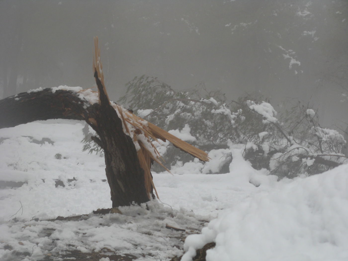 יער ירושלים הבוקר,