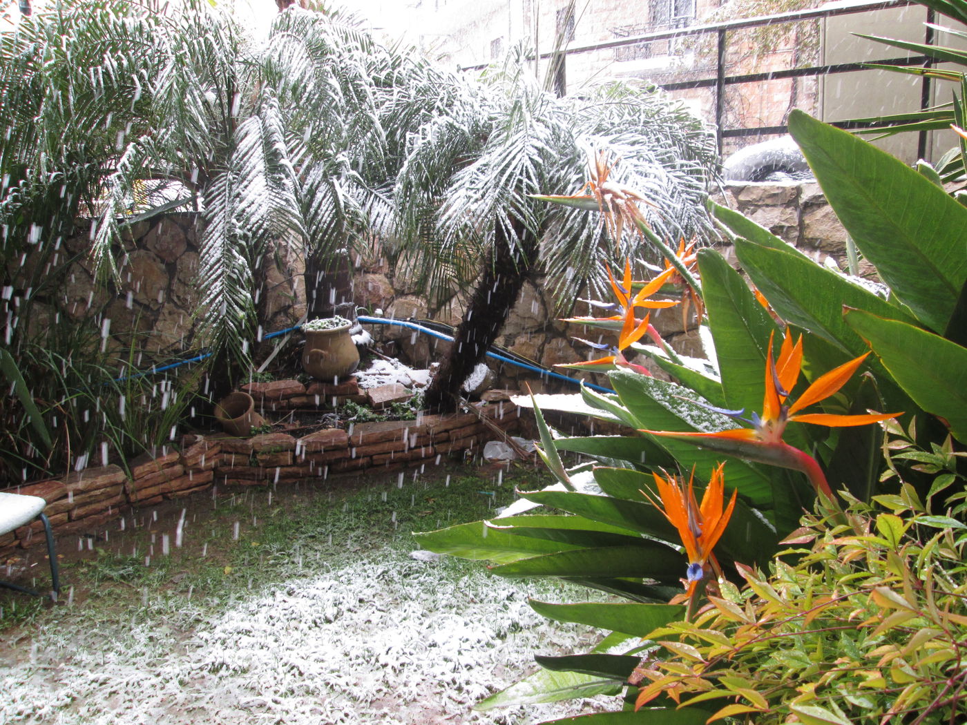 השלג שלכם • התמונות של גולשי "כיכר השבת"