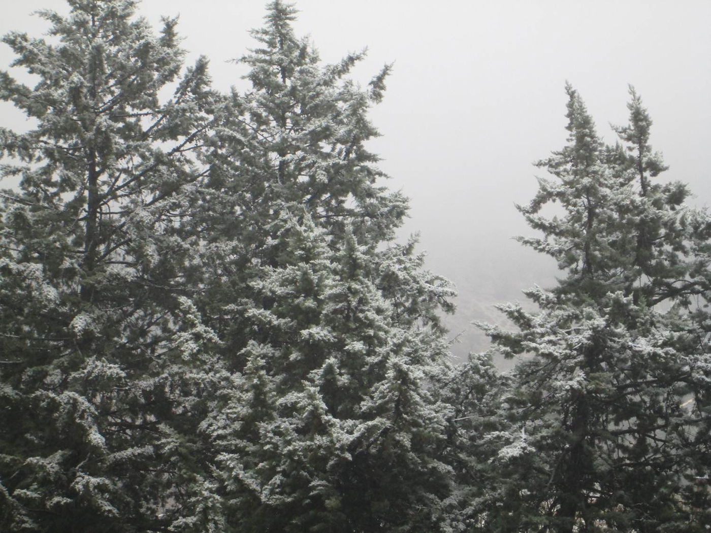 גם הצפתים טעמו שלג - צמרות העצים מושלגות בצפת