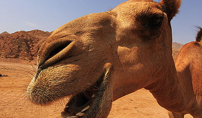 14 גמלים נהרגו בתאונת רכבת סמוך למועצה המקומית שגב שלום