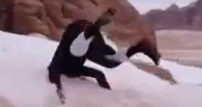 הסעודי שהפך ליען בשלג