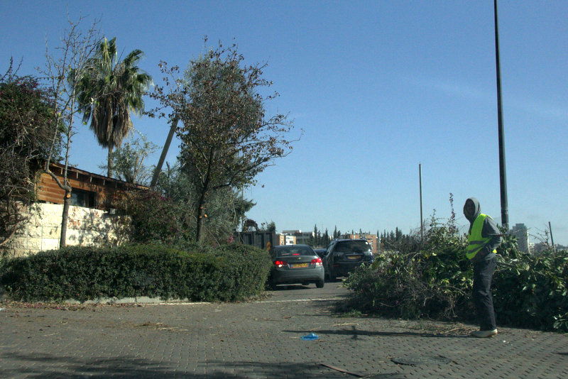 עובדי העיריה מפנים את שאריות העצים שנשארו