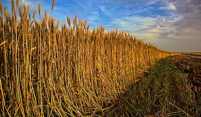 מחיר ההיערכות לשנת השמיטה: 5 מיליון שקלים