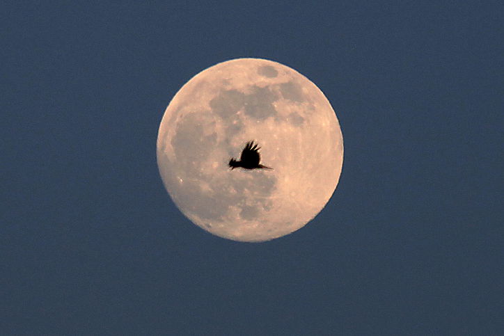 חיוב נשים בברכת הלבנה