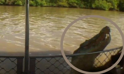 מפחיד • התנין תקף את התיירים